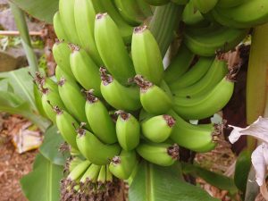 bananas