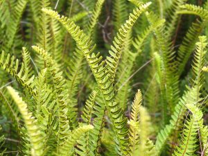 fern