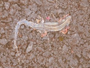squashed lizard