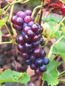 Grapes