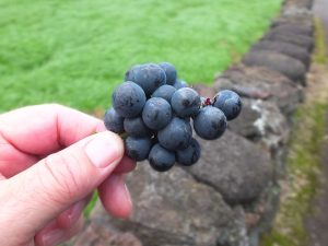 Grapes