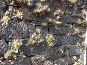 stone wall