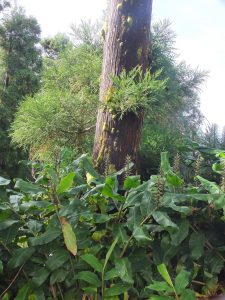 Dense forest along trail
