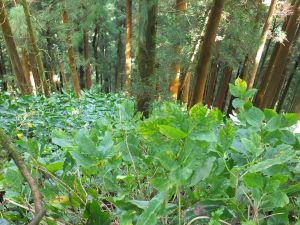 Dense forest along trail
