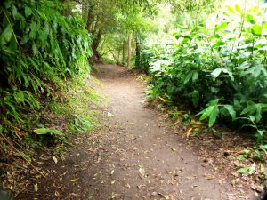 trail