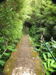 steps