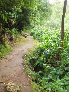 trail