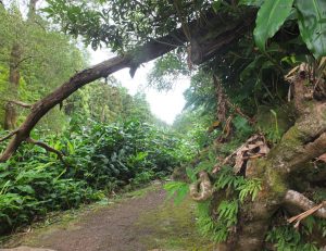 Dense ravine