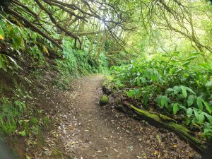 trail
