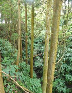 Dense ravine