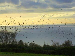 late day birds