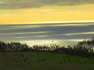 late day birds