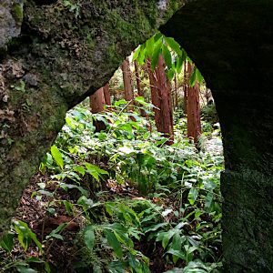 forest window